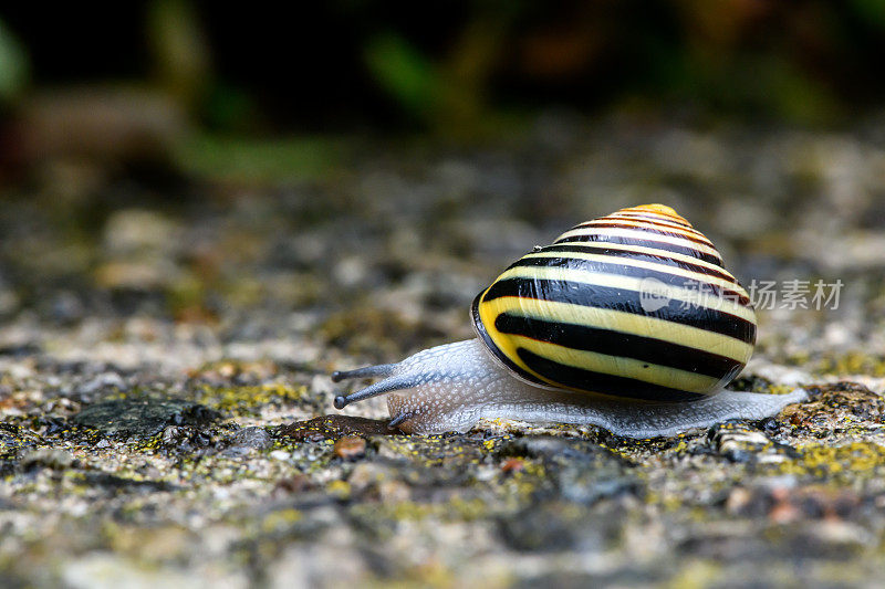 田螺、褐唇螺或柠檬螺(Cepaea nemoralis)